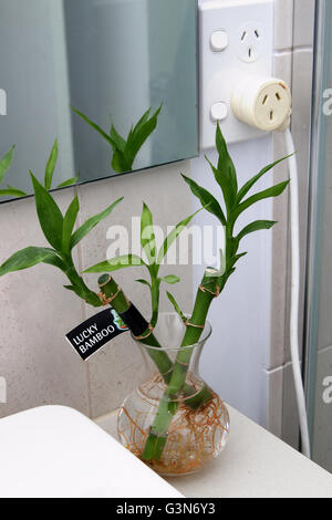Dracaena braunii o conocido como Lucky Bambú creciendo en un cuarto de baño Foto de stock