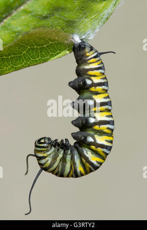La oruga de la mariposa monarca Danaus plexippus cambiando en pupa ('J') sobre la posición común de Asclepias Asclepias syriaca E EE.UU. Foto de stock