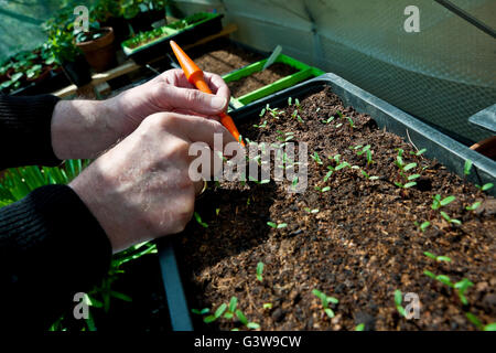 Primer plano de la persona jardinero manos hombre adelgazando arbolillos de marigold en un invernadero en primavera Inglaterra Reino Unido GB Gran Bretaña Foto de stock