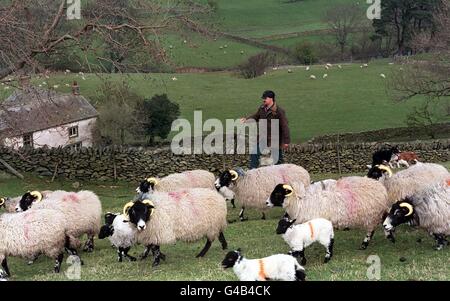 Ladrones de ovejas