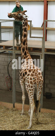 Sophie la jirafa fotografías e imágenes de alta resolución - Alamy