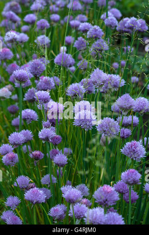 Floración cebollino (Allium schoenoprasum), Baviera, Alemania Foto de stock