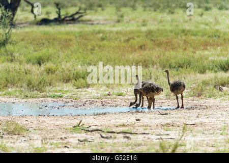 Sudáfrica, el Cabo Norte, Mier, el Parque Transfronterizo Kgalagadi, pollitos de avestruz beber Foto de stock