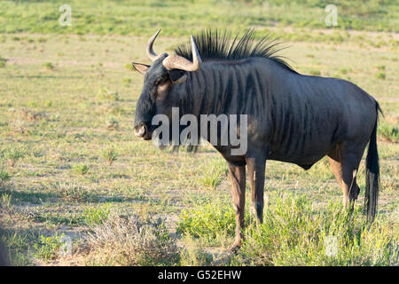 Sudáfrica, el Cabo Norte, Mier, el Parque Transfronterizo Kgalagadi, Kudu en la naturaleza Foto de stock