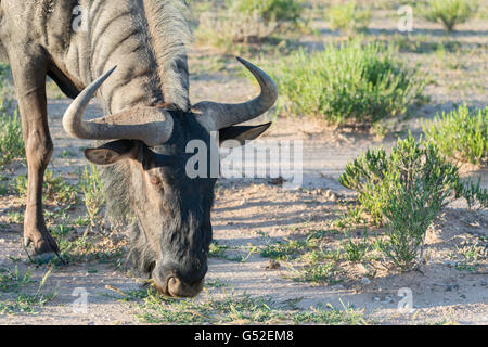 Sudáfrica, el Cabo Norte, Mier, el Parque Transfronterizo Kgalagadi, comen hierba Kudu Foto de stock