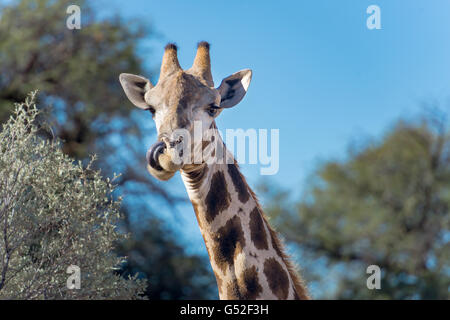 Sudáfrica, el Cabo Norte, Mier, el Parque Transfronterizo Kgalagadi, jirafa lame su boca Foto de stock