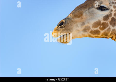 Sudáfrica, el Cabo Norte, Mier, el Parque Transfronterizo Kgalagadi, jirafas, bajo un cielo azul, cabeza de jirafa en detalle Foto de stock