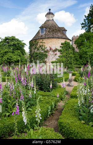 Digitalis purpurea. Cuadro Foxgloves y cobertura en casa Rousham jardines. Oxfordshire, Inglaterra Foto de stock