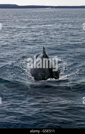 La ballena jorobada (Megaptera novaeangliae) buceo, Queensland, el Pacífico, Australia