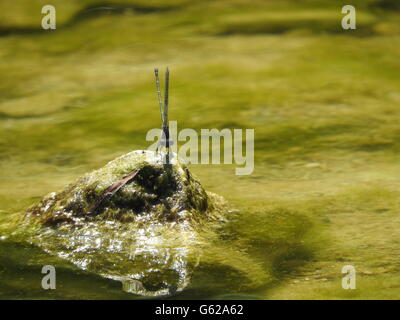 Un bailarín con anillado en azul (damselfly Argia sedula) se levanta sobre una roca que está cubierto con algas y rodeado por el agua. Foto de stock