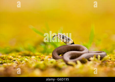 Culebra, jóvenes, Alemania / (Natrix natrix) Foto de stock