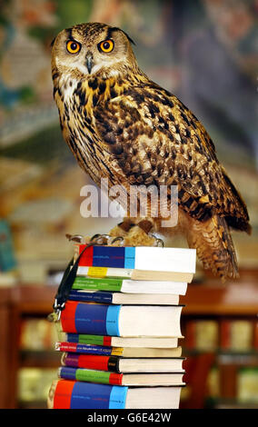 Flash El búho del águila se sienta encima de un montón de ediciones raras  de Harry Potter 1st y copias de prueba en la tienda de libros de Ottaka en  Edimburgo. Los