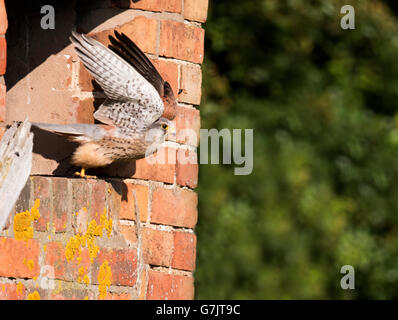Machos silvestres cernícalo (Falco tinnunculus) despegando desde fuera del nido, Warwickshire Foto de stock
