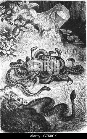 Víbora común europea, la víbora común europea, Vipera berus, ilustración del libro de fecha 1904 Foto de stock