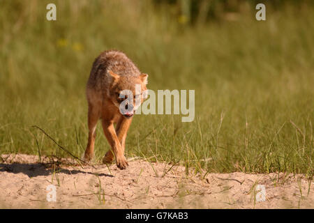 Unión chacal, Canis aureus moreoticus, único mamífero sobre el césped, Rumania, junio de 2016