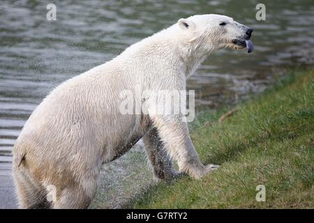 Pixel, el nuevo oso polar de dos años de edad, llega al Parque de vida Silvestre de Yorkshire.
