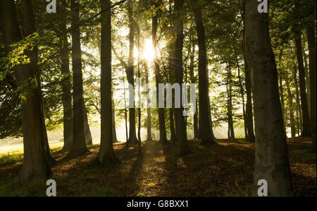 Temprano por la mañana, el sol otoñal fluye a través de los árboles en Pollok Country Park, Glasgow. Foto de stock