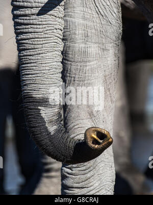 Primer plano de un elefante africano (Loxodonta africana), tronco olfatear el aire Foto de stock