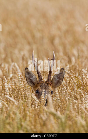 Unión corzo (Capreolus capreolus) buck forrajeando en campo de trigo en verano Foto de stock