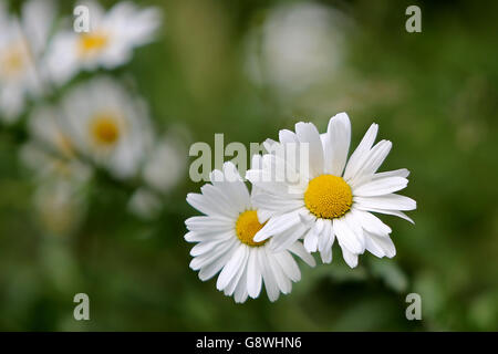 Eclipsado. Dos daisy flores lucha por la luz con otros margaritas en el fondo.
