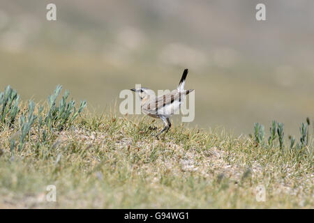 Wheatear isabelino, Mongolia (Oenanthe isabellina) Foto de stock