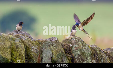 Hirundo rustica. Fledged traga alimentándose en una pared de un pájaro adulto, Yorkshire, Reino Unido