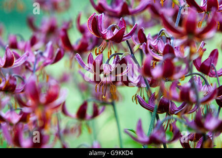 Turk la PAC , Lilium martagon lily 'Marhan' Lily, lirios Foto de stock