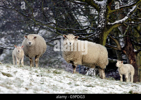 Ovejas y corderos se pastan en un campo cubierto de nieve en el Condado de Durham. Foto de stock