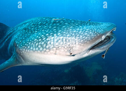 El tiburón ballena (Rhincodon typus) / Foto de stock