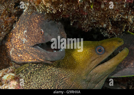 Filo-amarillo moray, Mauricio, África, el Océano Índico / (Gymnothorax flavimarginatus) Foto de stock