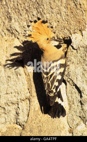 Abubilla (Upupa epops) macho adulto joven de alimentación en la entrada al nido el agujero en el edificio cerca de la granja abandonada Skalochori Lesvos Grecia Foto de stock