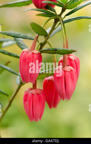 Linterna de Chile árbol [Crinodendron hookerianum] cultivados en el Reino Unido. Junio Foto de stock