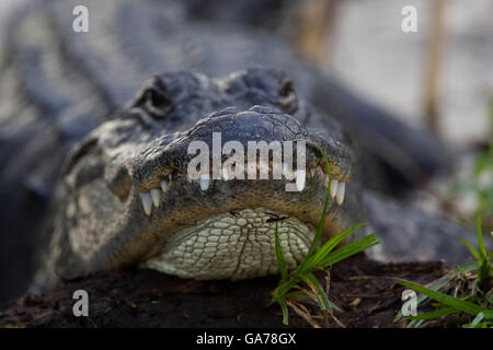 Alligator Alligator mississipiensis, Aligator Foto de stock