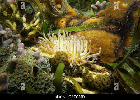 Un gigante del mar Caribe, anémona Condylactis gigantea, con la vida submarina en un arrecife costero superficial, América Central Foto de stock