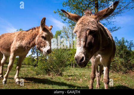 Alemania, en Troisdorf, Renania del Norte-Westfalia, burros en el Wahner Heath. Foto de stock