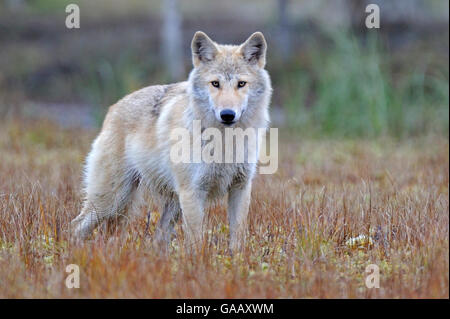 Lobo gris (Canis lupus lupus) Finlandia, en septiembre.