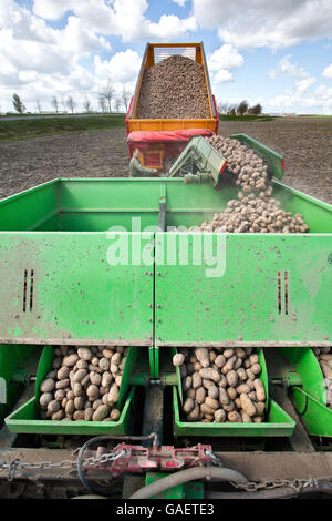 Agricultor transporta las patatas holandesas del remolque de la sembradora. Foto de stock