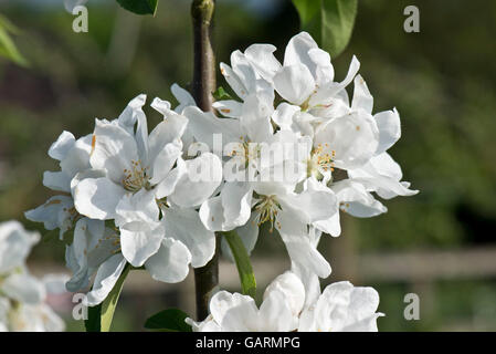 Blanca Flor de primavera en un descubrimiento Apple tree, Berkshire, Mayo Foto de stock