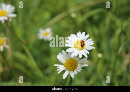 Un error en un oxeye daisy en el Morton Arboretum en Lisle IL, EE.UU. Foto de stock