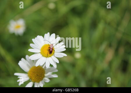 Un error en un oxeye daisy en el Morton Arboretum en Lisle IL, EE.UU. Foto de stock