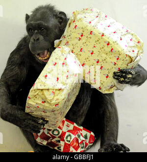 NO TE LO PIERDAS: Chimpancés desenvuelven regalos navideños en un santuario  de Estados Unidos