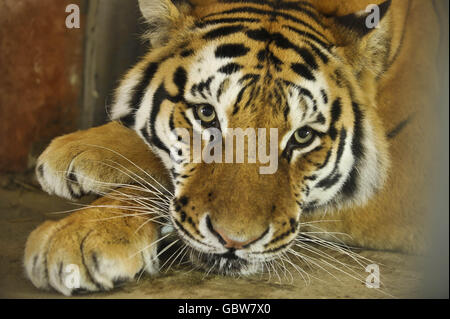 Tira el tigre en su piel en la granja del zoológico del Arca de Noé, Somerset, donde se le permitió salir de su jaula por primera vez.