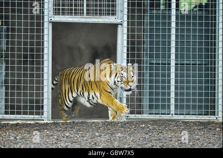 Tira el tigre en su piel en la granja del zoológico del Arca de Noé, Somerset, donde se le permitió salir de su jaula por primera vez.