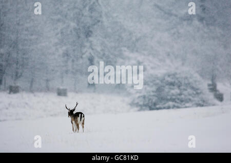 Un ciervo joven busca comida en Knole Park, Sevenoaks, Kent, ya que una flurry de nieve fresca de la noche a la mañana trajo una miseria renovada para los viajeros. Foto de stock