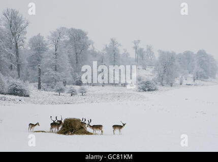 Los ciervos se alimentan de un fardo de heno en Knole Park, Sevenoaks, Kent, mientras una ráfaga de nieve fresca durante la noche trajo una renovada miseria para los viajeros. Foto de stock
