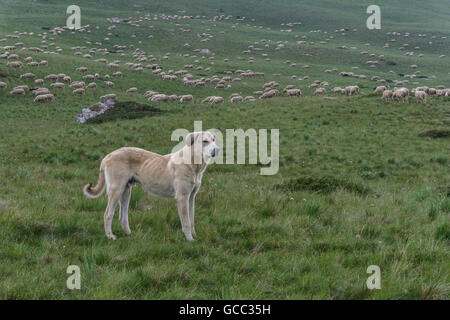 Perro guardián de ganado custodiando un gran rebaño de ovejas en las montañas