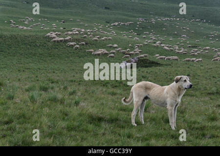 Perro guardián de ganado custodiando un gran rebaño de ovejas en las montañas