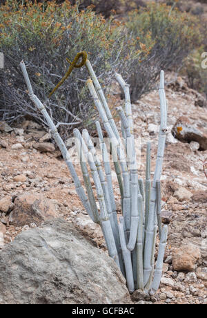 Ceropegia fusca cardoncillo (gris), endemismos canarios, crece en el malpaís (badland) cerca de Los Cristianos, Tenerife Foto de stock
