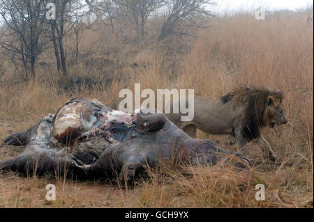 Hipopótamo muerto que había sido asesinado en una pelea con otro hipopótamos,  y que estaba siendo comido por una manada de leones en Botswana Fotografía  de stock - Alamy