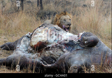 Hipopótamo muerto que había sido asesinado en una pelea con otro hipopótamos,  y que estaba siendo comido por una manada de leones en Botswana Fotografía  de stock - Alamy